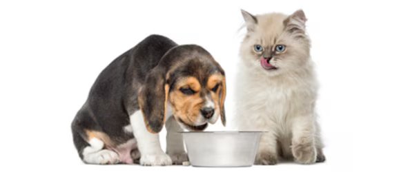Pet food at METRO Wholesale India