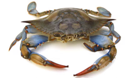 Fresh Blue Crab at METRO Wholesale India
