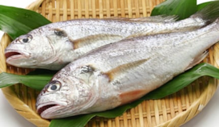Fresh Croaker Fish at METRO Wholesale India