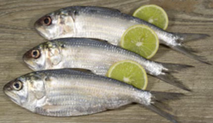 Fresh Hilsa Fish at METRO Wholesale India
