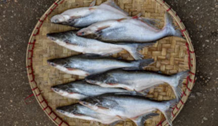 Fresh Pangus Fish at METRO Wholesale India