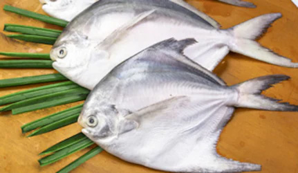 Fresh Pomfret Fish at METRO Wholesale India