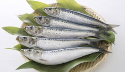 Fresh Sardines Fish at METRO Wholesale India