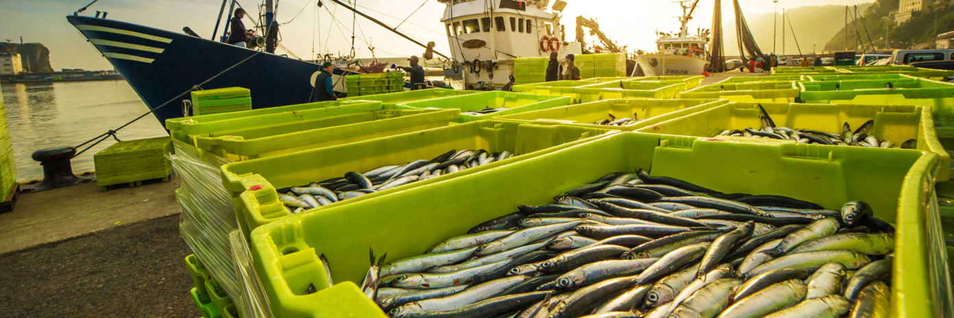 Fresh Sea Water Fish at METRO Wholesale India