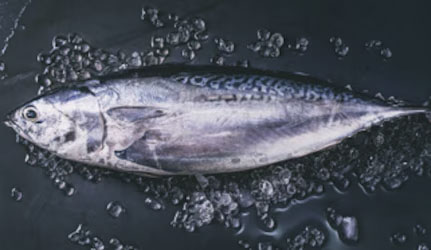 Fresh Tuna Fish at METRO Wholesale India