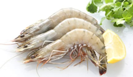 Fresh White Prawns at METRO Wholesale India